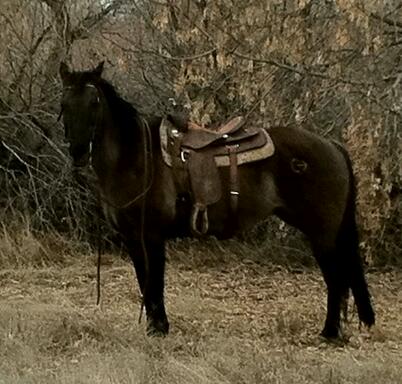 7 year old grulla mare, very well broke. Great for any job. Very nice to be around. 